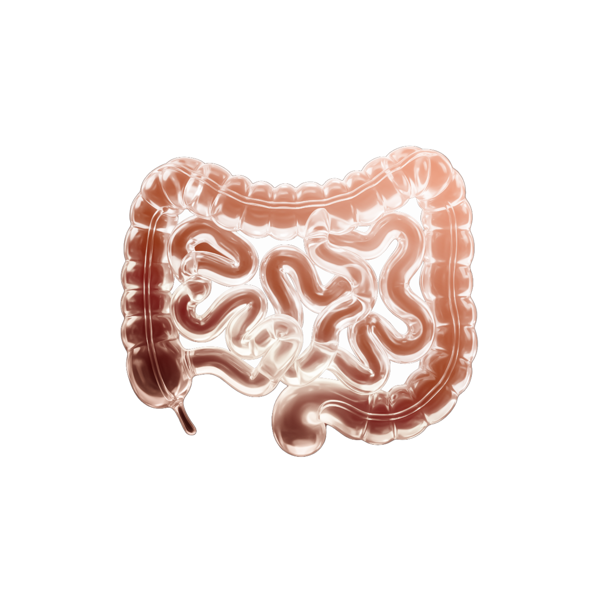 Gut Health & Digestion
